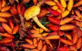 /album/termeszet/a-mushroom-among-copper-colored-leaves-of-autumn-2880x1800-jpg/