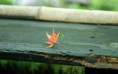 /album/termeszet/artistic-photo-autumn-leaf-on-an-old-bench-2880x1800-jpg/