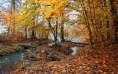 /album/termeszet/autumn-carpet-2880x1800-jpg/