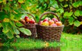 /album/termeszet/autumn-harvest-baskets-full-of-apples-2880x1800-jpg/