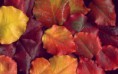 /album/termeszet/autumn-leaves-2880x1800-jpg/