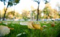 /album/termeszet/autumn-leaves-on-the-green-grass-hd-nature-wallpaper-2880x1800-jpg/