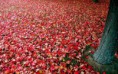 /album/termeszet/autumn-red-blanket-hd-wallpaper-2880x1800-jpg/