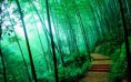 /album/termeszet/bamboo-forest-2880x1800-jpg/