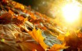 /album/termeszet/carpet-of-autumn-leaves-in-the-sunlight-2880x1800-jpg/