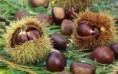 /album/termeszet/delicious-autumn-fruits-chestnuts-2880x1800-jpg/