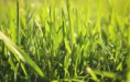 /album/termeszet/fresh-grass-green-garden-2880x1800-jpg/