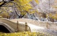 /album/termeszet/leaves-covered-bridge-in-central-park-in-new-york-2880x1800-jpg/