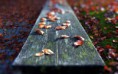 /album/termeszet/leaves-on-a-piece-of-wood-in-the-park-macro-2880x1800-jpg/