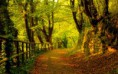 /album/termeszet/path-through-the-woods-covered-with-copper-colored-leaves-2880x1800-jpg/