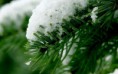 /album/termeszet/snow-on-a-pine-branch-hd-wallpaper-2880x1800-jpg/
