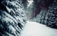 /album/termeszet/snowy-path-between-trees-hd-wallpaper-2880x1800-jpg/