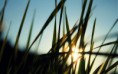 /album/termeszet/sunrise-through-the-fresh-grass-2880x1800-jpg/