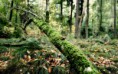 /album/termeszet/tree-full-of-ground-sirloin-2880x1800-jpg/