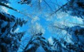 /album/termeszet/trees-full-of-snow-from-the-base-to-the-top-2880x1800-jpg/
